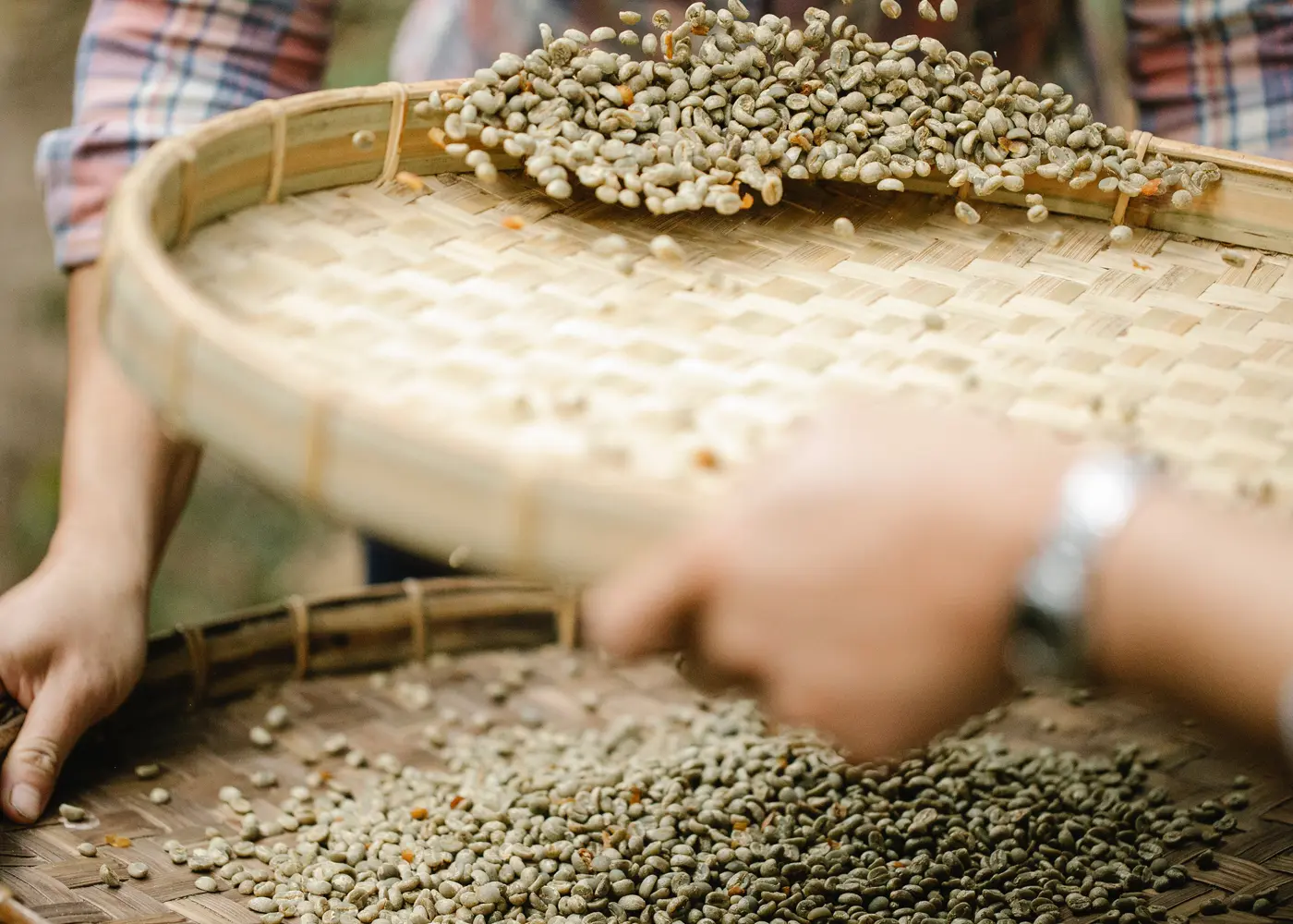 Raw coffee beans been sorted